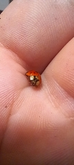 Harmonia axyridis
