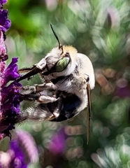 Anthophora californica