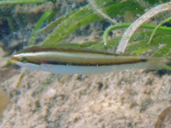 Stethojulis interrupta