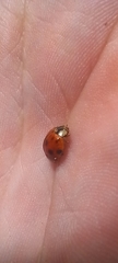 Harmonia axyridis