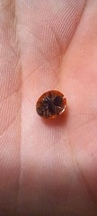 Harmonia axyridis