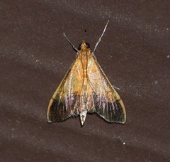 Pyrausta bicoloralis