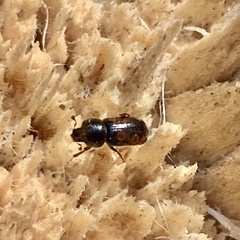 Trypodendron