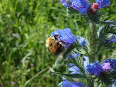 Bombus