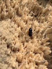 Trypodendron