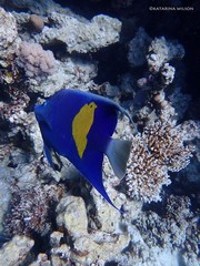 Pomacanthus maculosus