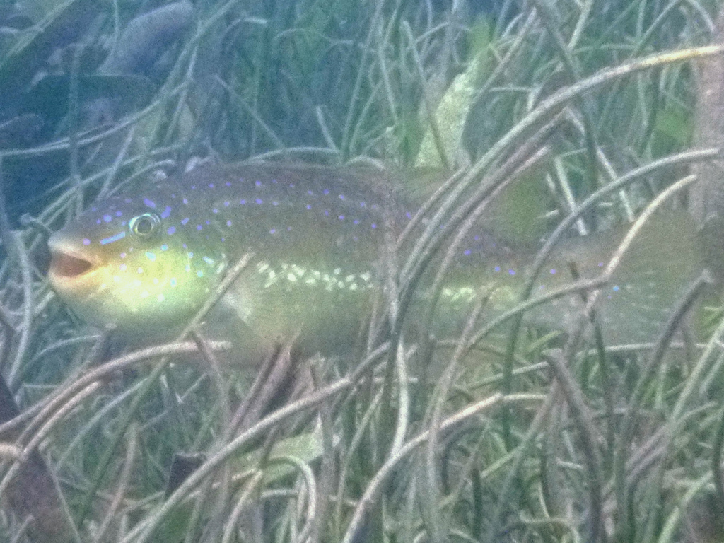 Marbled Parrotfish