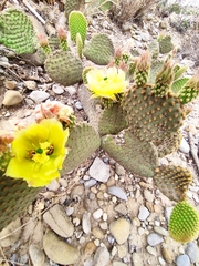 Opuntia microdasys