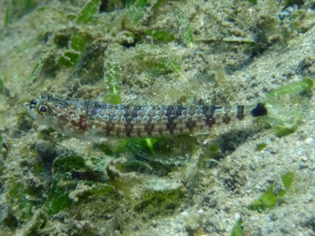 Lighthouse Lizardfish