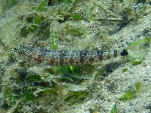 Synodus jaculum