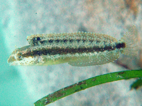 Arabian Fangblenny
