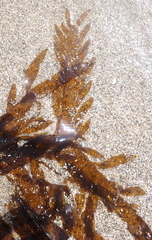 Desmarestia ligulata