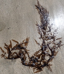 Desmarestia ligulata