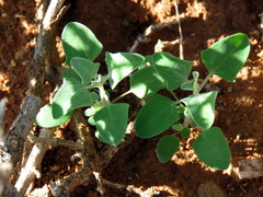 Chenopodium phillipsianum