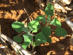 Chenopodium phillipsianum
