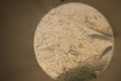 Ambystoma gracile