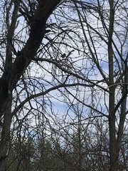 Pipilo erythrophthalmus