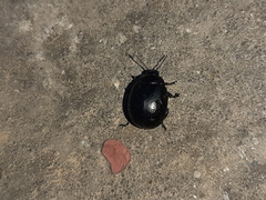Chrysolina haemoptera