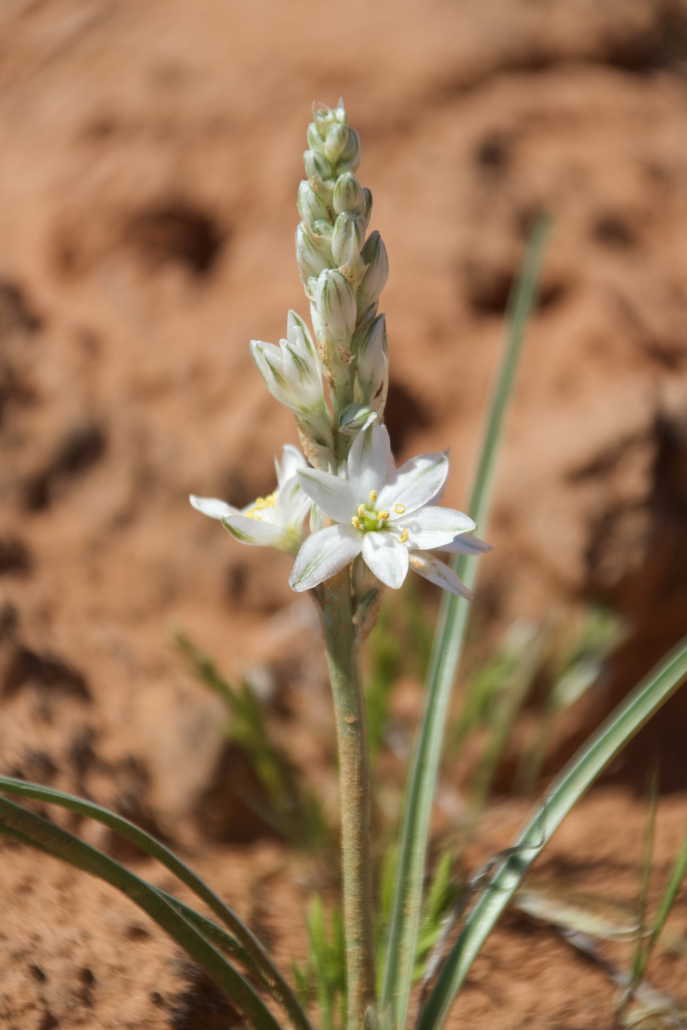 Eremocrinum albomarginatum