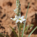Eremocrinum albomarginatum - Photo (c) Bryce Silver-Bates, algunos derechos reservados (CC BY-NC), subido por Bryce Silver-Bates