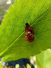 Adalia bipunctata