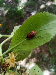 Adalia bipunctata