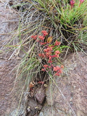 Crassula natalensis