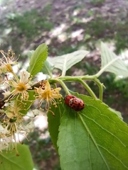 Adalia bipunctata