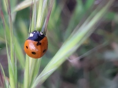 Coccinella septempunctata