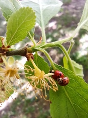 Adalia bipunctata