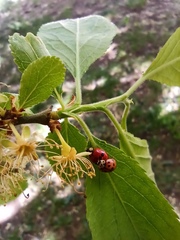 Adalia bipunctata