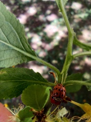 Adalia bipunctata