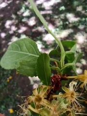 Adalia bipunctata