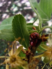 Adalia bipunctata