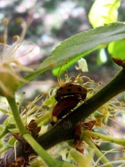 Adalia bipunctata
