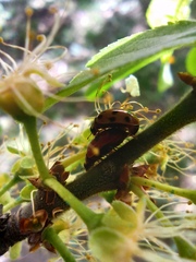 Adalia bipunctata