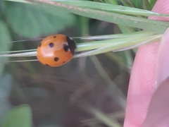 Coccinella septempunctata