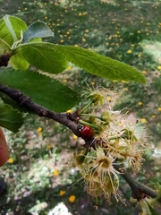 Adalia bipunctata