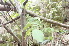 Ochna arborea