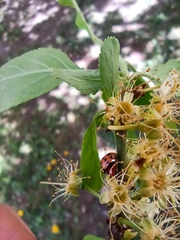 Adalia bipunctata