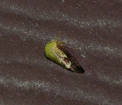 Ophiderma evelyna