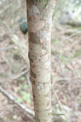 Ochna arborea