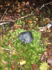 Rossbeevera pachydermis