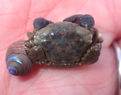 Lophopanopeus bellus