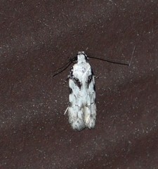 Pseudotelphusa palliderosacella