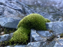 Imbribryum