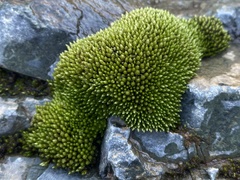 Imbribryum