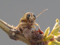 Pachybrachis mellitus