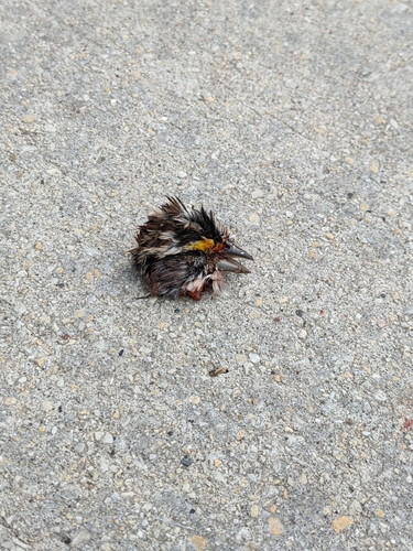 White-throated Sparrow photographed in Illinois