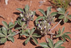 Pediomelum megalanthum